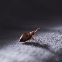 bed bug exterminator sarnia