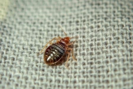 bed bug control Sarnia