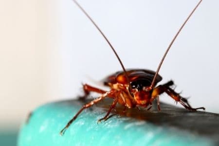 cockroach exterminator sarnia