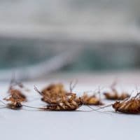 cockroach infestation sarnia