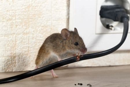 mice control sarnia