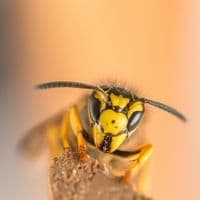 wasp nest removal Sarnia