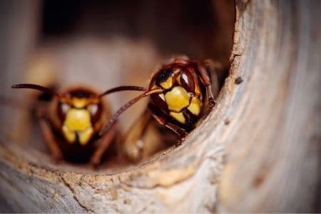 wasp control Sarnia